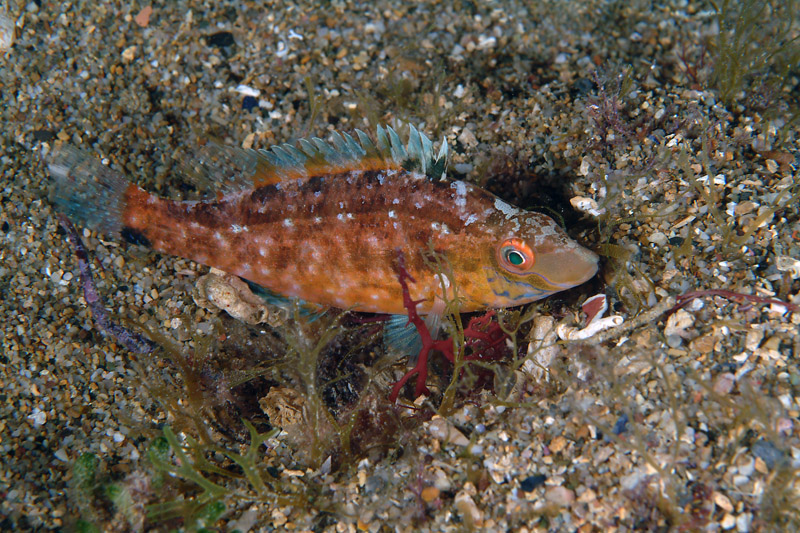 Symphodus cinereus (Bonnaterre, 1788)